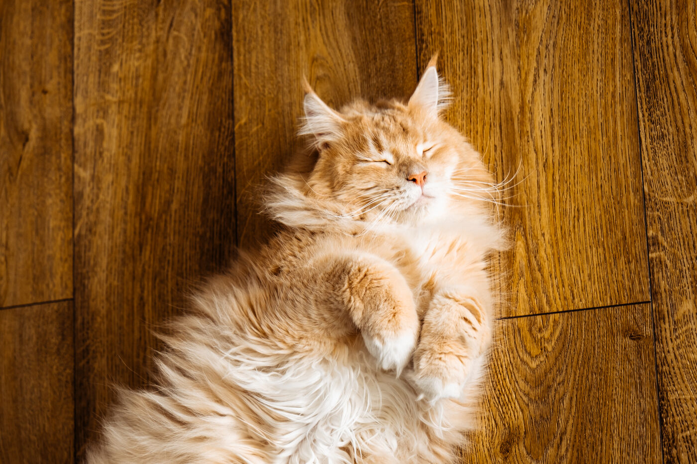 C’est d’abord son gabarit qui impressionne chez le Maine Coon avec un poids pouvant atteindre jusqu’à 10 kg chez les mâles. Copyright (c) Redjina Ph/Istock.